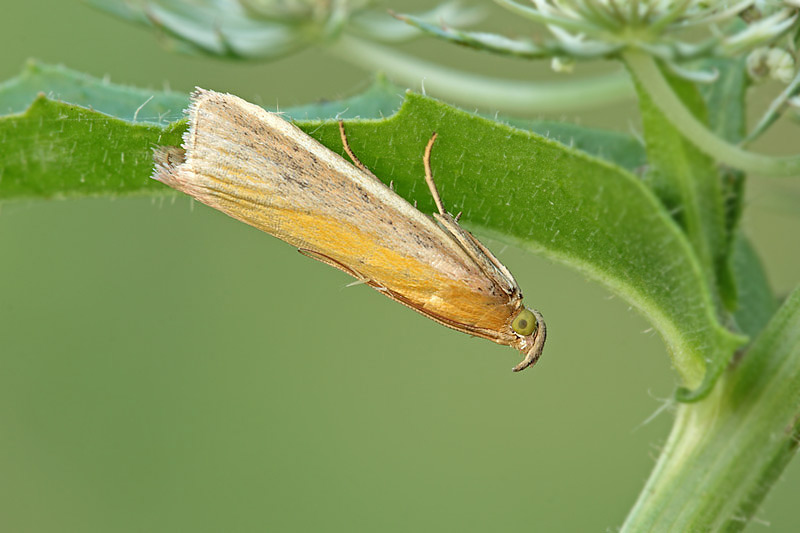 Due falene...Oncocera semirubella - Pyralidae